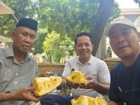 Urban Farming Ala H. Sukardi Latief: Hijaukan Blok M BTP, Wujudkan Kemandirian Pangan Warga