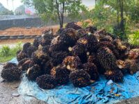 Sengketa klaim lahan sawit di Desa Ako, Kecamatan Pasangkayu, Sulawesi Barat, kini menjadi sorotan dan menimbulkan keresahan di masyarakat, Kamis (28/8/2025).