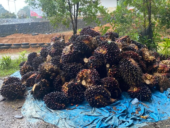 Sengketa klaim lahan sawit di Desa Ako, Kecamatan Pasangkayu, Sulawesi Barat, kini menjadi sorotan dan menimbulkan keresahan di masyarakat, Kamis (28/8/2025).