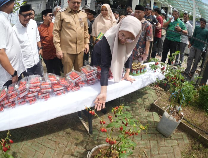 Sumber Foto /Humas Pemkot/Ketua TP PKK Kota Makassar, Melinda Aksa, memperhatikan tanaman Cabe Katokkon yang ditampilkan dalam Gerakan Urban Farming Bukit Baruga. Buah merah cabai khas Toraja ini sempat disangka strawberry oleh sebagian peserta, karena bentuk dan warnanya yang mirip.